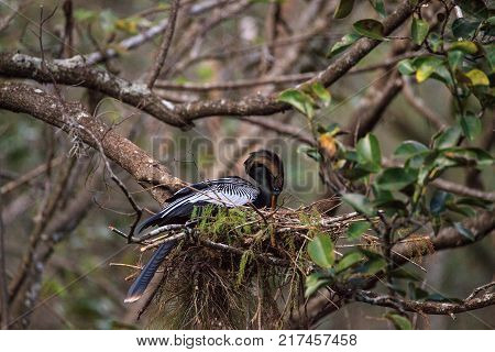 Female Anhinga Bird Called Anhinga Anhinga Makes A Nest
