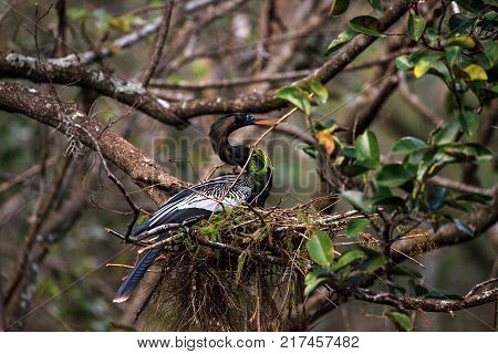 Female Anhinga Bird Called Anhinga Anhinga Makes A Nest
