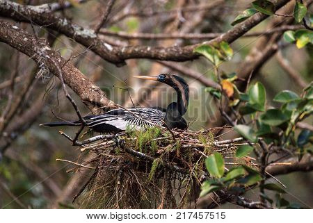 Female Anhinga Bird Called Anhinga Anhinga Makes A Nest