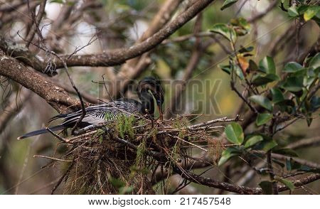 Female Anhinga Bird Called Anhinga Anhinga Makes A Nest