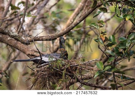 Female Anhinga Bird Called Anhinga Anhinga Makes A Nest