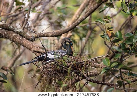 Female Anhinga Bird Called Anhinga Anhinga Makes A Nest