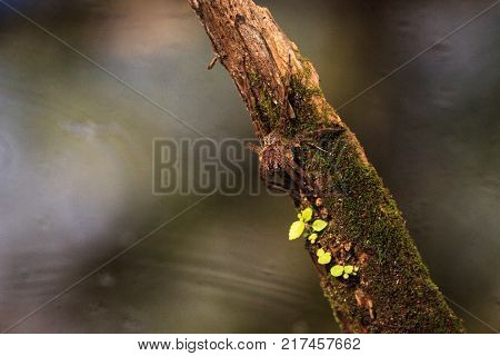 Pregnant Fishing Spider Dolomedes Tenebrosus Perches On A Piece Of Wood