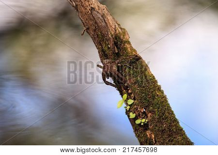 Pregnant Fishing Spider Dolomedes Tenebrosus Perches On A Piece Of Wood