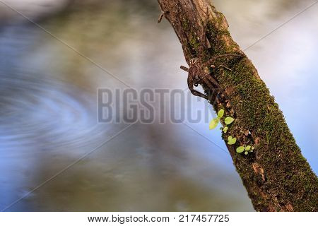 Pregnant Fishing Spider Dolomedes Tenebrosus Perches On A Piece Of Wood