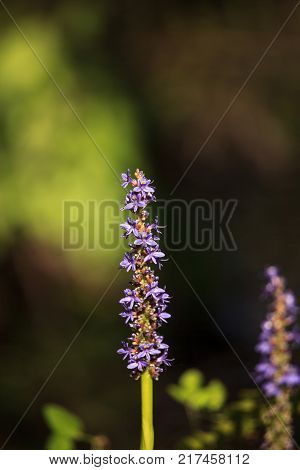 Purple Flowers On A Pickerelweed Pant Pontederia Cordata