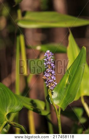 Purple Flowers On A Pickerelweed Pant Pontederia Cordata