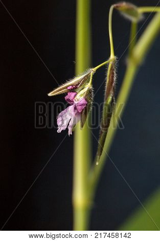 Pink and purple flowers on Alligator flag plant Thalia feniculata in Corkscrew Swamp Sanctuary in Naples Florida