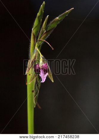 Pink And Purple Flowers On Alligator Flag Plant Thalia Feniculata