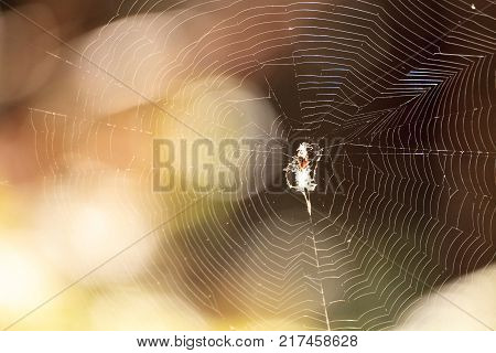 Black And Yellow Argiope Spider Argiope Aurantia