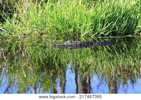 Alligators in the Okefenokee National Wildlife Refuge