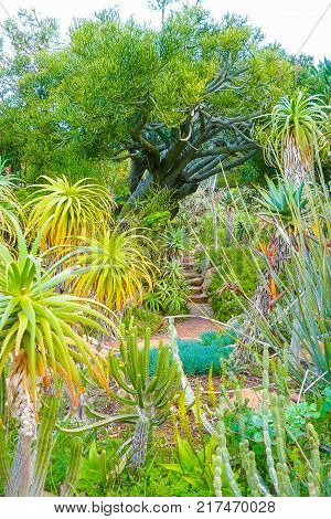 South Africa a garden with fat plants