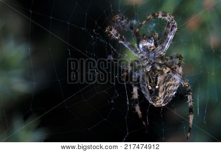 Cross Spider in web Garden useful insect close up