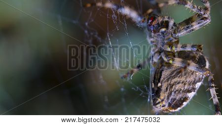 Cross Spider in web Garden useful insect close up