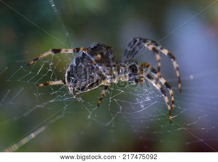Cross Spider in web Garden useful insect close up