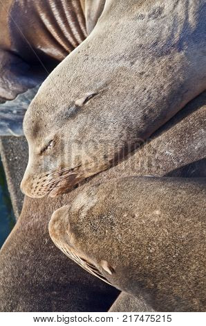 Closeup of sleeping sea lions on dock near ocean