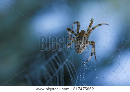 Cross Spider in web Garden useful insect close up