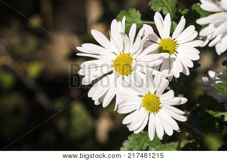 Large white flowers of max chrysanthemum (Leucanthemum maximum)