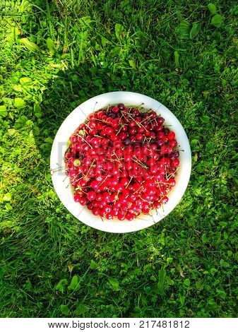 Ripe red sweet cherries in white cup on green summer grass background in the garden.