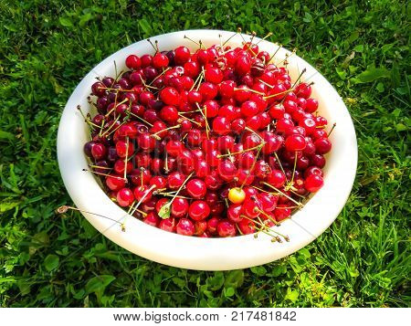Close up of pile of ripe cherries with stalks and leaves. Large collection of fresh red cherries. Ripe cherries background.