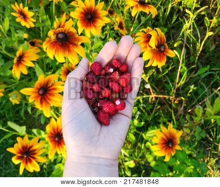 Ripe sweet red forest strawberries in a hand close up.