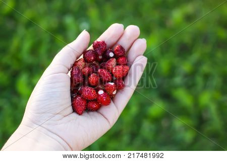 Ripe Sweet Red Forest Strawberries In A Hand Close Up.