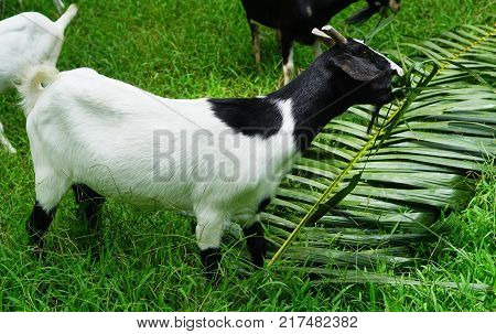 white Saanen goat eat food from tourist from Chaina