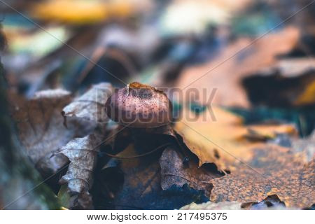 Mushrooms in an autumn forest in nature with a blurred background