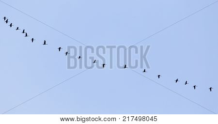 swans on the blue sky in spring .