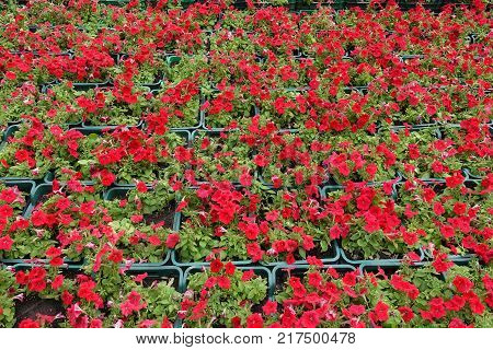 Boxes with flowering bright scarlet red petunias
