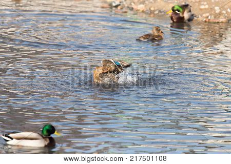 duck in the lake in nature . In the park in nature