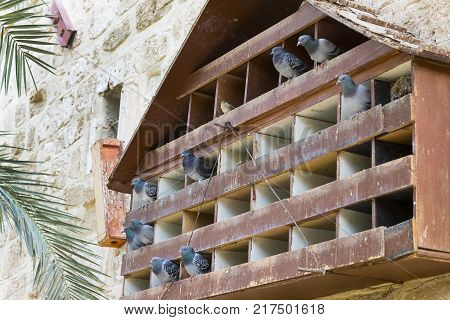 Dovecote big wooden house for birds of pigeons