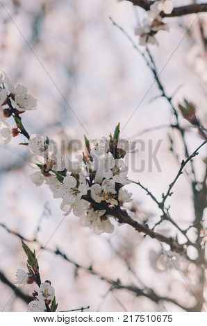 Some beautiful white flowers on trees in Ukraine.