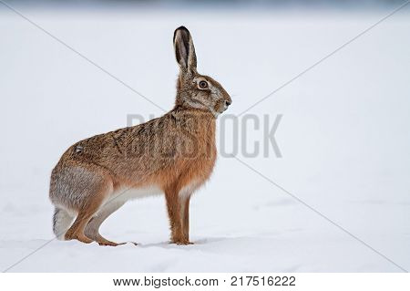 European brown hare lepus europaeus in winter. One wild animal on field covered with snow.