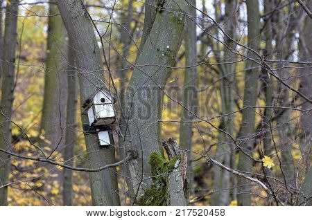 wooden white birdhouse hanging on a tree in an autumn forest