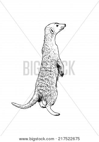 Standing meerkat (surikat). Vector hand drawn illustration