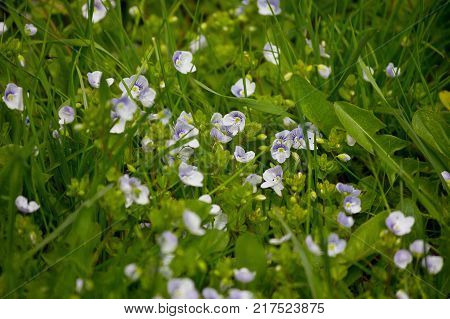 Veronica chamaedrys. small blue flowers in green grass closeup
