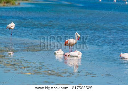 Group of flamingos in Molentargius. Sardinia Italy