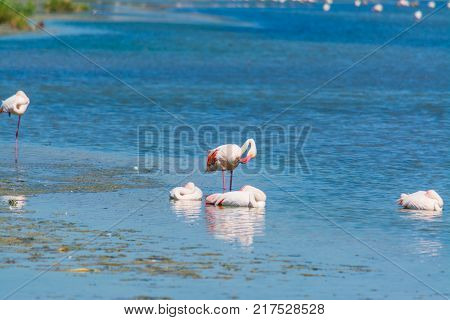 Flamingos in Molentargius pond in Sardinia Italy