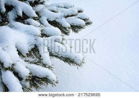 Green branch of pine. Snow. Green needles. White snow background. Winter.