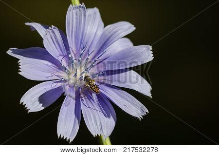 Bee Tirelessly Gathering Pollen from a Tiny Blue Flower