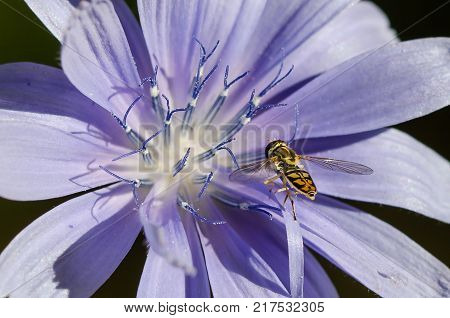 Bee Tirelessly Gathering Pollen from a Tiny Blue Flower