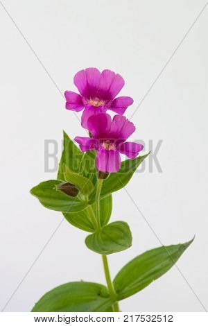 Lewis Monkeyflower Isolated on White Background Surface