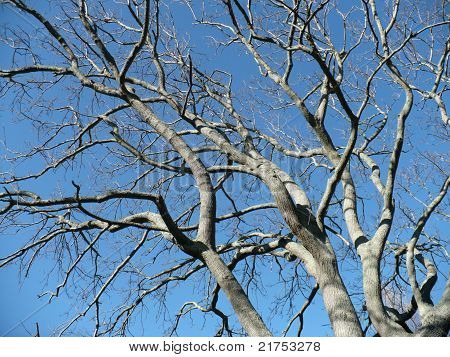 สาขาโอ๊ค