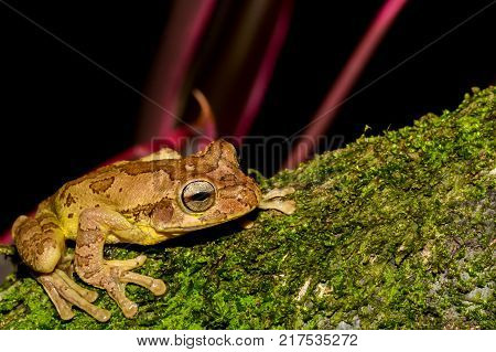 A close up of a Common Mexican Tree Frog in Costa Rica