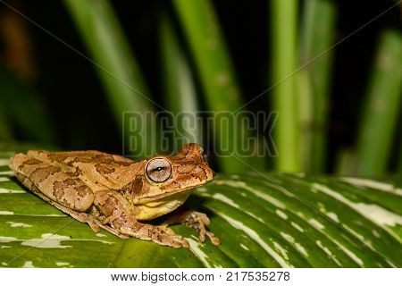 A close up of a Common Mexican Tree Frog in Costa Rica