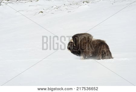 Impressive male musk ox standing in a deep snow in the mountains of Dovrefjell, Norway. Animals in winter.