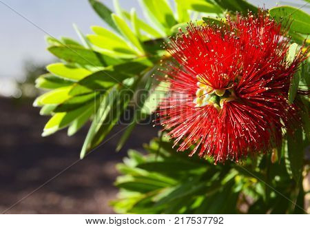 Callistemon flower in the tropical garden of Tenerife,Canary Islands,Spain.Red Callistemon Bottlebrush tree flower.Callistemon (Callistemon polandii) exotic plant.Selective focus.