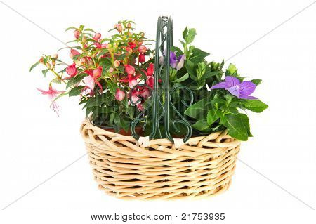 Korb Garten Pflanzen wie Fuchsien und Platycodon