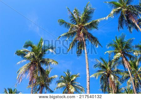 Green palm tree crowns on blue sky background. Coco palm forest photo. Summer vacation travel banner template. Exotic palm leaf. Tropical island nature. Green palm trees in hot sunshine. Warm weather